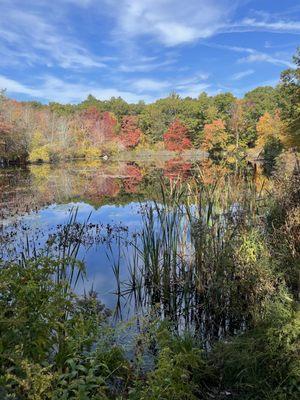 Frenchtown trail pond autumn