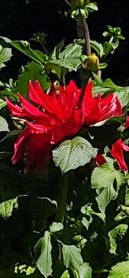 Red Dahlia