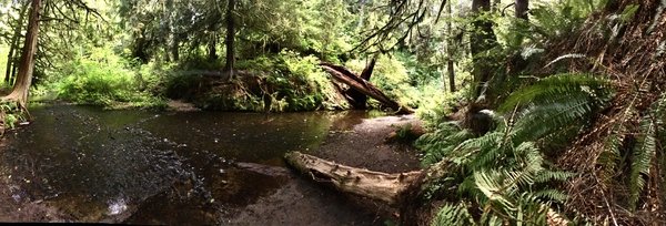 trail beside the creek