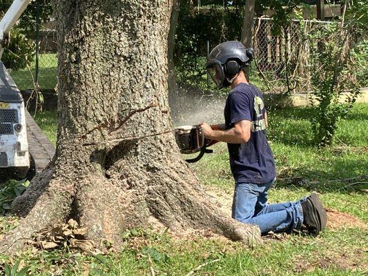 Logan’s Tree Service