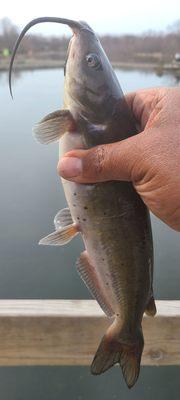 Channel Catfish