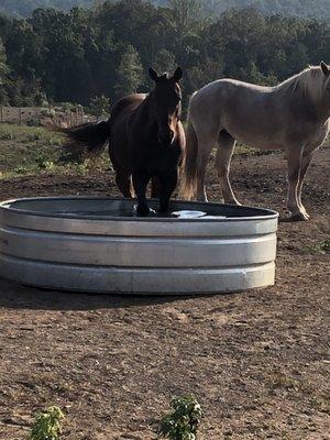 Only horse within miles to have thrush during a drought.