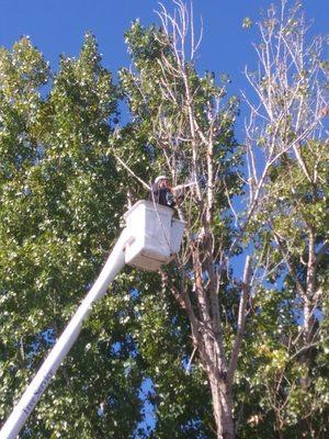 A haus of a cottonwood