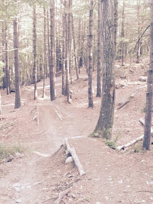 Bike path with a few jumps set up.