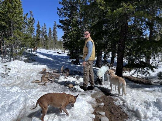 12 dogs on a hike