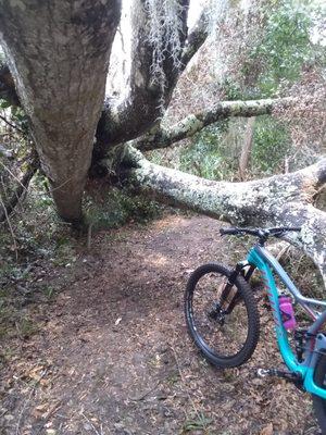 Even a downed tree can't stop my Niner Jet 9.