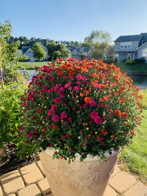 Tri-color mum