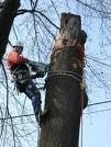 Bradley's Desert Alpine Tree Care