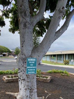 Ulu tree