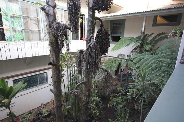 View of the garden from the upstairs balcony.