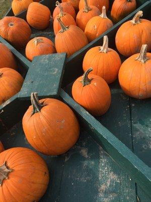 Pumpkins for sale