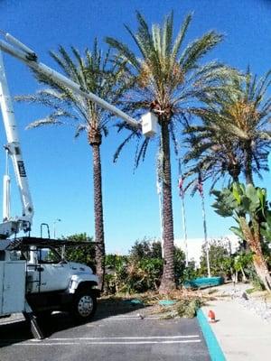 Commercial Tree Care