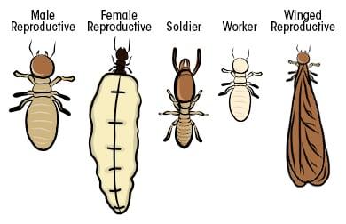 What does a termite look like?