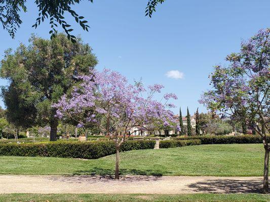 Central Park w Jacaranda in bloom