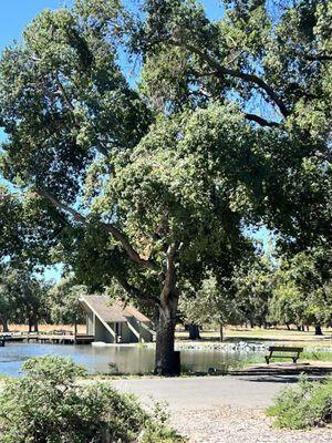 Lovely pond area