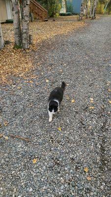 Heidi the camp cat.