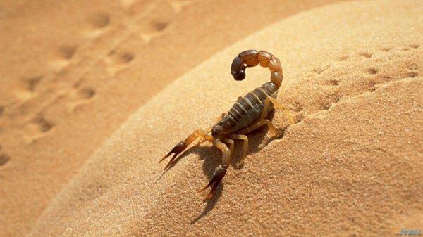 Scorpion