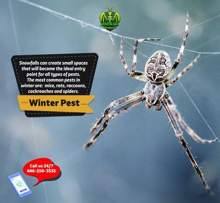 winter pest