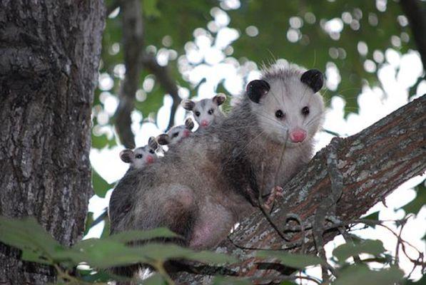 Oppossum Trapping and removal