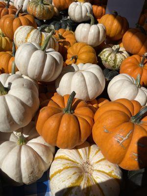 Great prices on pumpkins. They were unloading them while we were eating at Shake Shack.