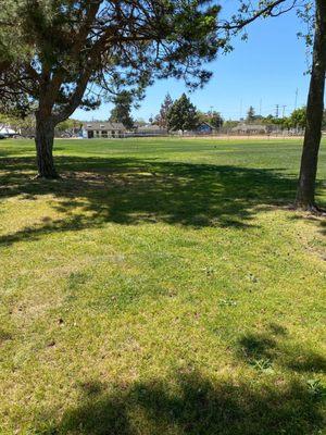 Enjoying green grass and a light breeze.