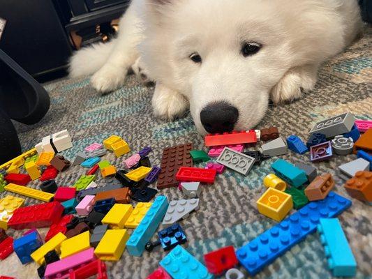 Zen is my therapy dog in training! He is beloved by my clients especially the children who may be struggling with attachment.