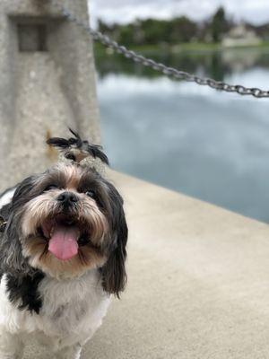 Spooky loves walks by Woodbridge Lake!