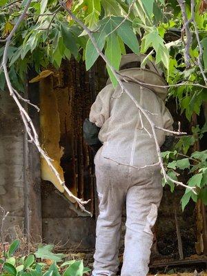 Bee hive in shared wall with neighbors