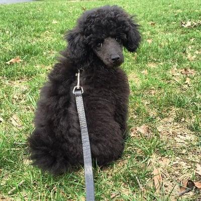 Puppy Dil the toy poodle