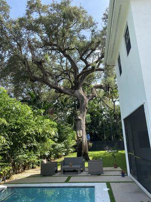 Backyard, patio and porch after with fishtail palms on the fence line, trimmed live oak, new grass, manicured patio, and screened back porch