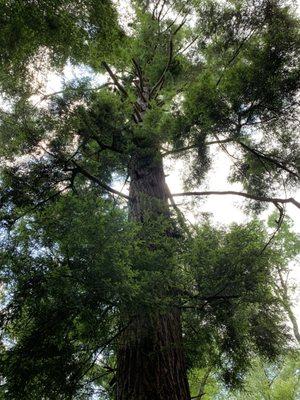 Huge hemlock