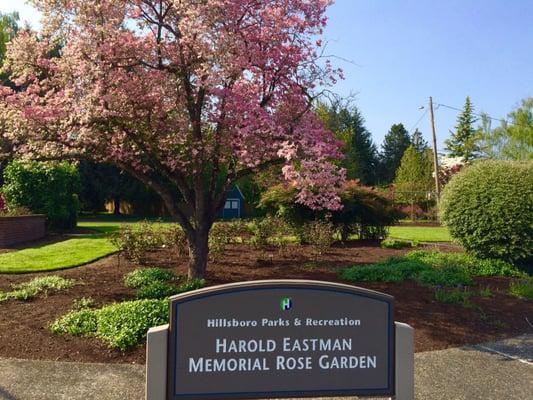 Harold Eastman Rose Garden