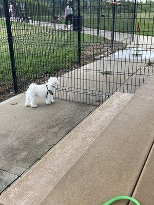 A daily occurrence at the small dog section of Rotary Park.