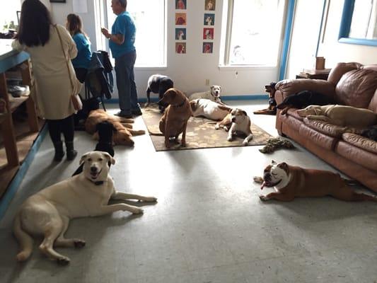 The dogs lounging behind the counter. So well behaved at that!