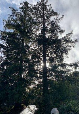 Redwood trees