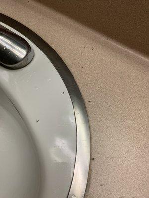 Ants in the restrooms.