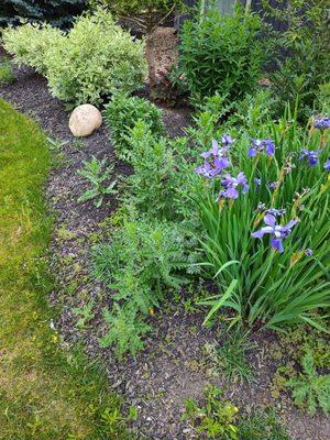 More weeds taking over flowers