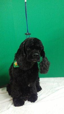 Raven the adorable Cocker Spaniel groomed by Ms. Mary of Applause4Paws Grooming.