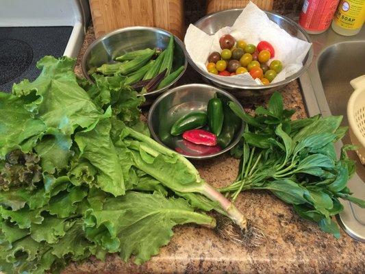 Early August produce, around $12 all together.