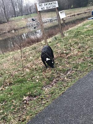 My dog on one of the trails by the pond