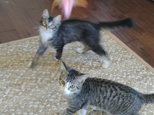 Phoebe and Joey are so amusing to watch during playtime.