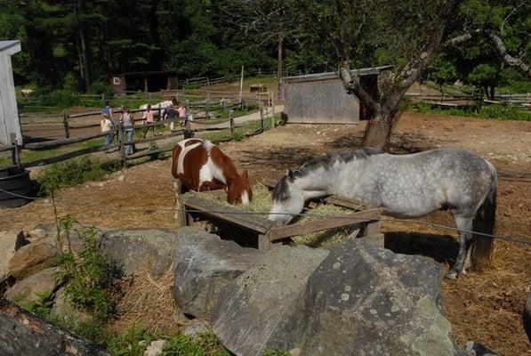 Windrush Horses...