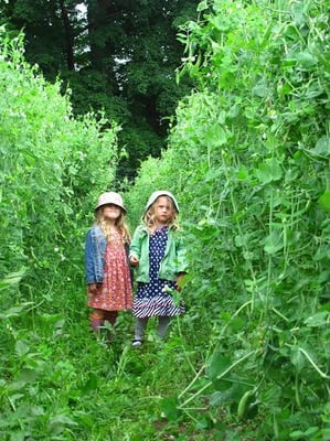 Girls in rows of peas