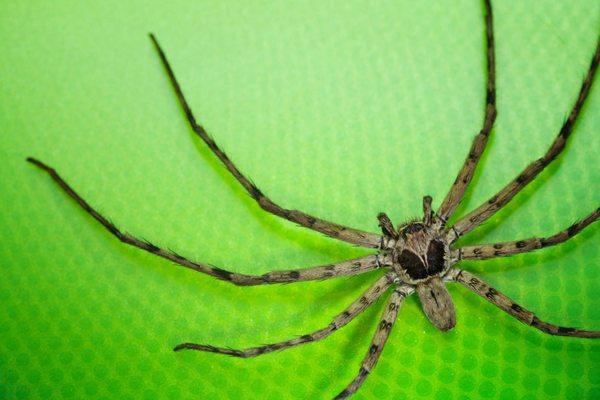 Cane spiders in Hawaii are pretty harmless but if you see a  few of them near your home, you may want to contact us so we can help.