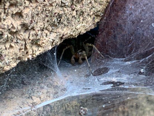 Grass Spider in Columbia Maryland