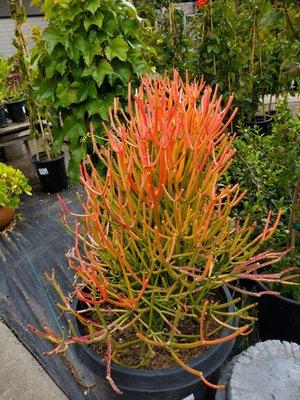 Euphorbia tirucalli 'Sticks on Fire' (Fire Sticks)