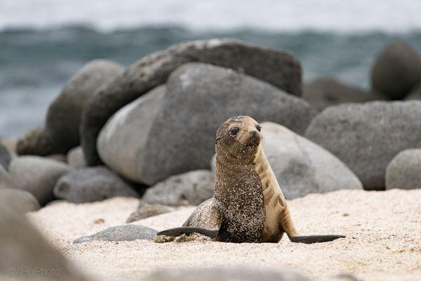 Galapagos: two-toned pup