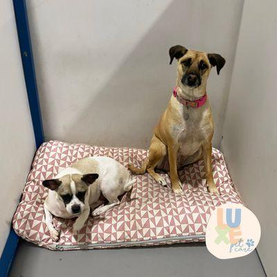 two dogs sharing a room in our dog hotel at luxe pet care