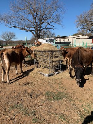 Cattle Eating Hay