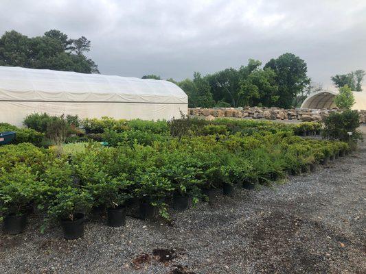 Visit our Garden Center in Calhoun, GA.